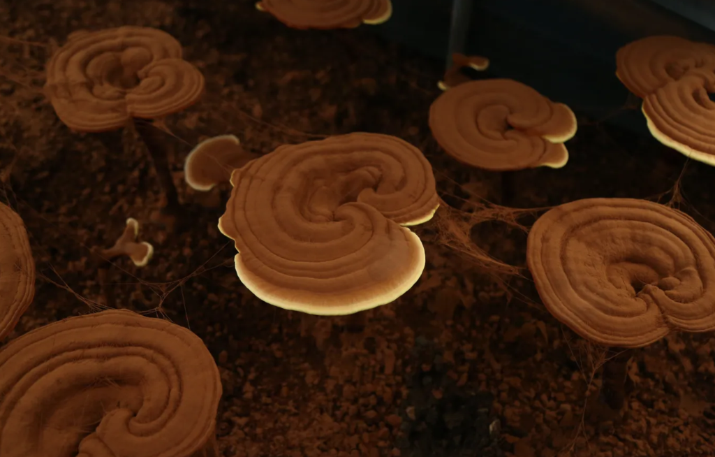 靈芝孢子粉的功效與作用及禁忌